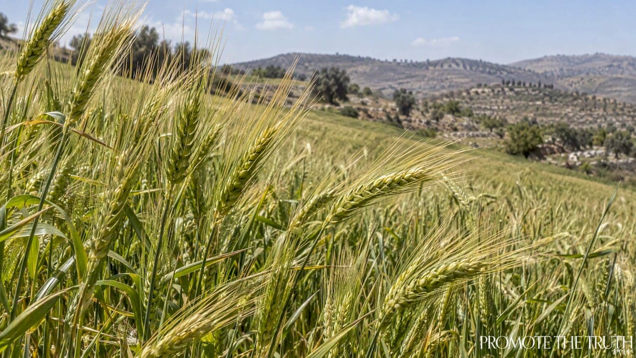 Abiyb (Aviv) Barley and the Calendar: How Ripe Grain Marks the New Year